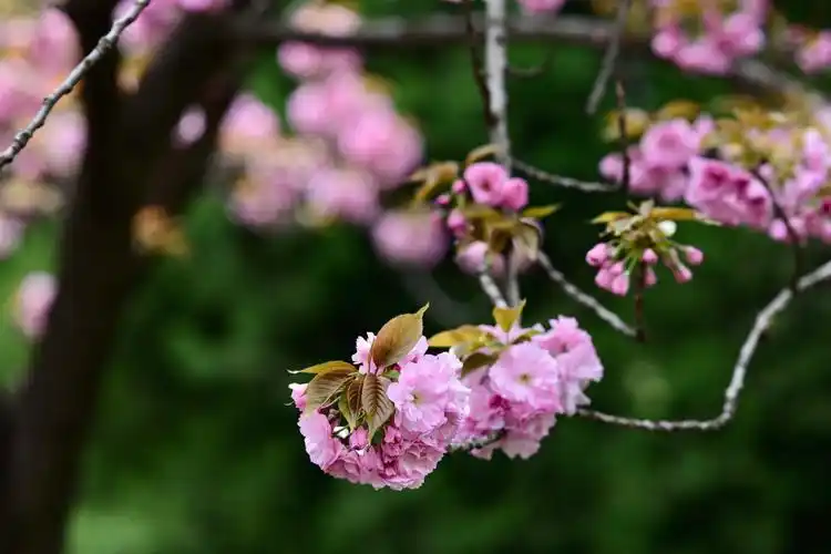 樱花,复瓣,没有山桃那种单薄之感.