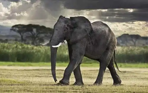大象始祖像兔子一样大,还进化出了蹄兔和海牛,这都是怎么进化的