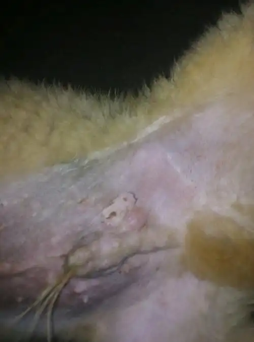 我家三个月金毛犬膀胱附近有疙瘩,有一个大的,还有小的,大小便正常