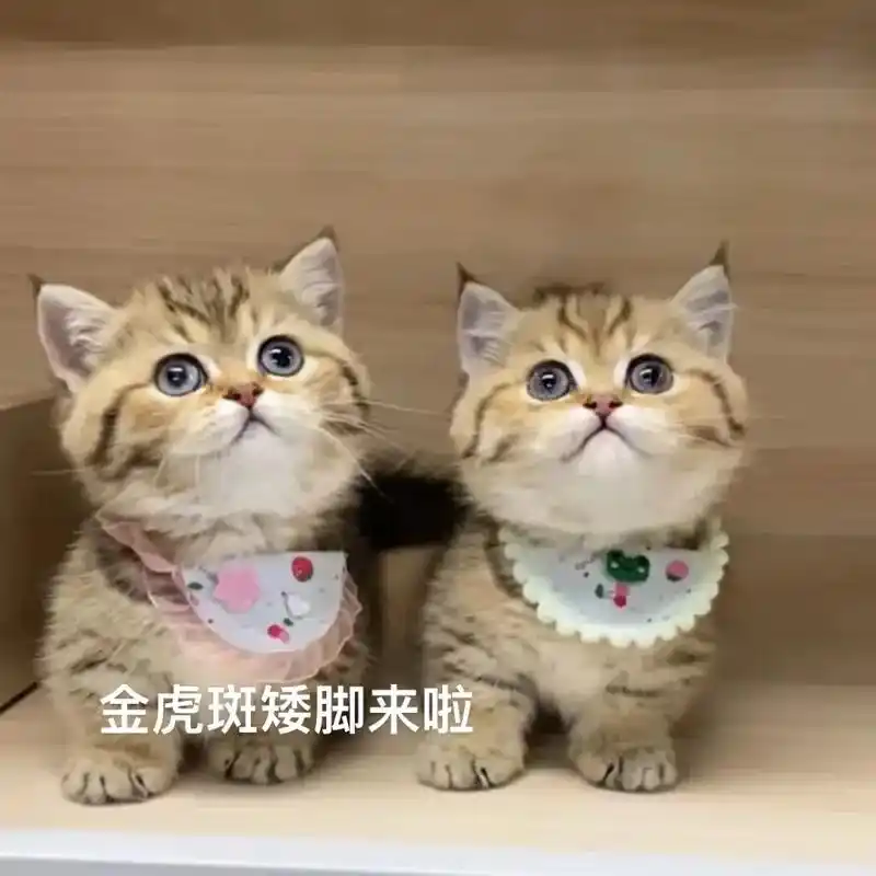 金虎斑矮脚蹲新家个人家养金虎斑猫猫,,弟 - 抖音