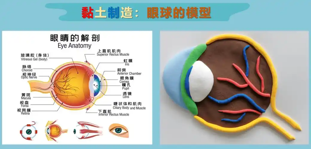 一边学习眼睛的构造,一边用彩色黏土进行制作,并认真地用标签在眼球的
