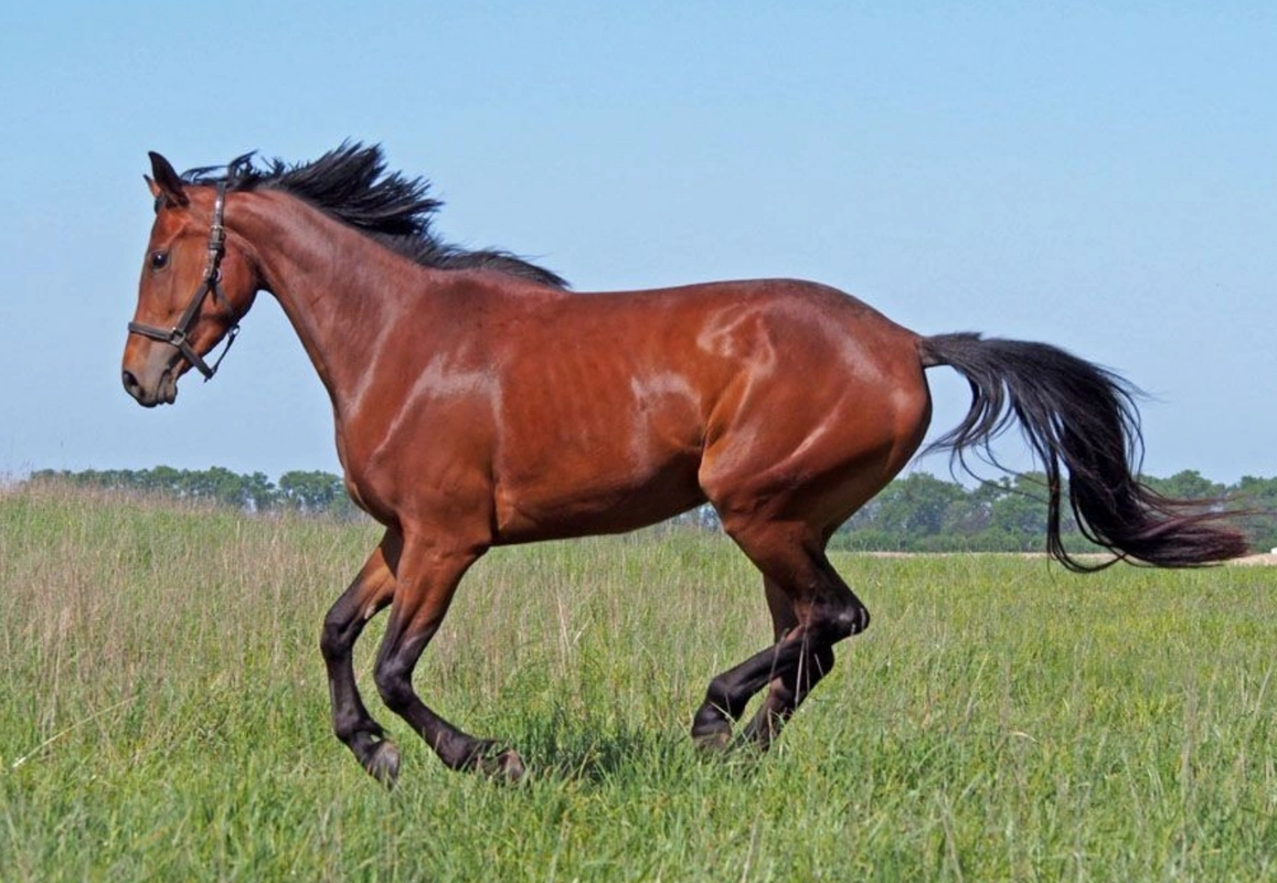 生肖马脚踏实地,不断前行勇闯困难,通过努力开启生活新篇章