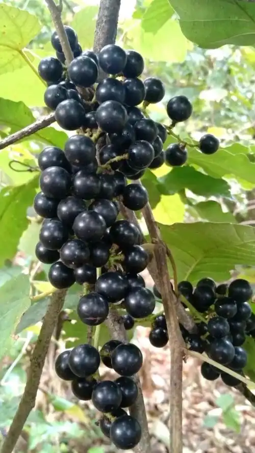 90秋天来了野生山葡萄也熟了99 又可以摘山葡萄泡山葡萄酒了97