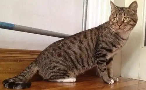 成年狸花猫想有个家~坐标青岛