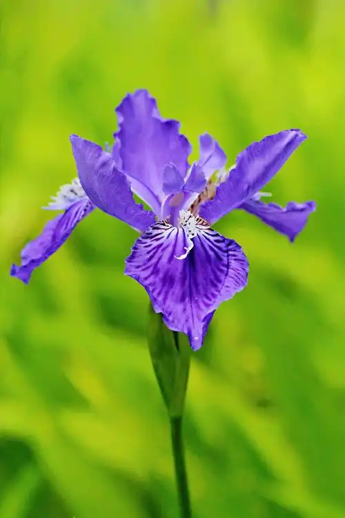 入选美丽中国.精品393期作品《多姿的鸢尾花》