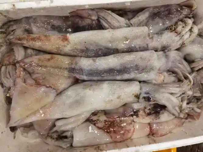 新鲜鱿鱼来一波