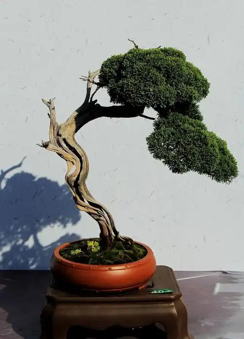 【盆景艺术展摄影图片】生态摄影_太平洋电脑网摄影部落