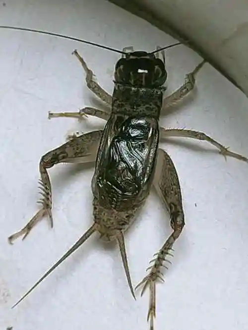 拍品列表 - 蟋蟀网交易市场