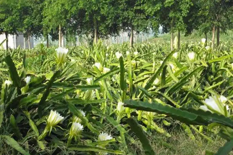霸王花苗霸王鞭量天尺剑花仙人掌科多肉植物盆栽蟹爪兰嫁接砧木长15