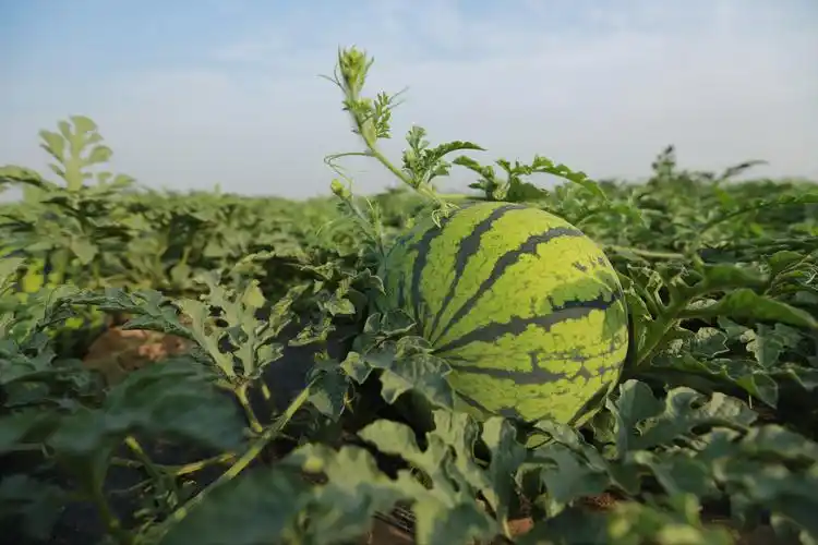 西瓜成熟季 - 美篇