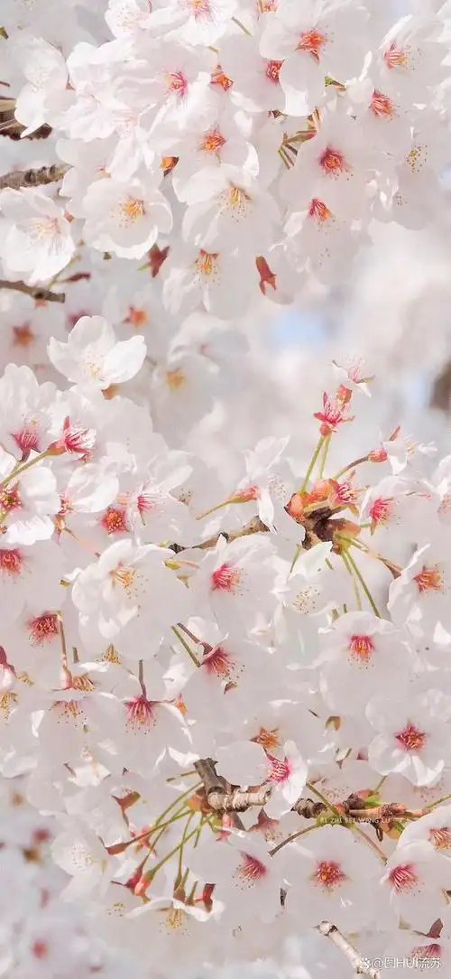 小清新系手机壁纸 适合春天的壁纸