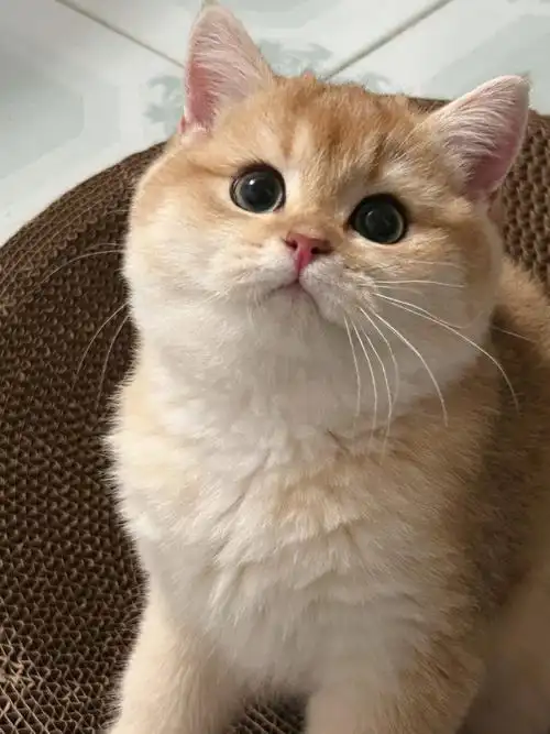 金渐层鸡腿小朋友