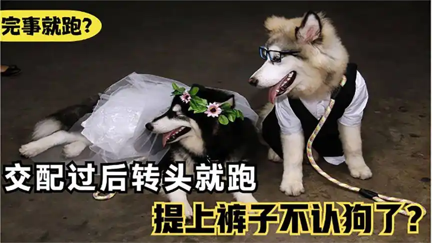 真是提上裤子就不认狗了?-萌宠视频-搜狐视频