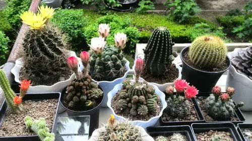 仙人球之天王球开花