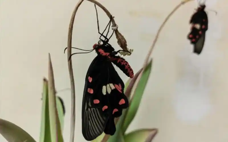 你见过蝴蝶羽化的过程嘛?红蛛凤蝶 羽化过程 延时摄影