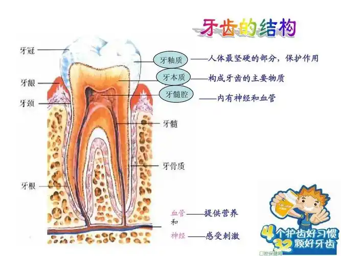 保护牙齿健康知识讲座ppt