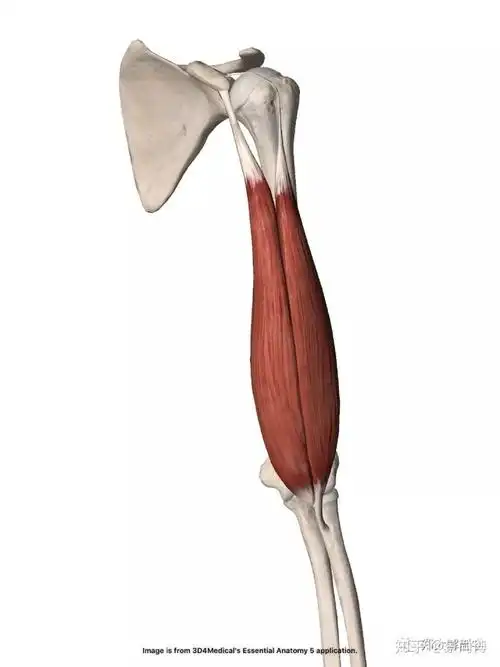 功能解剖肱二头肌