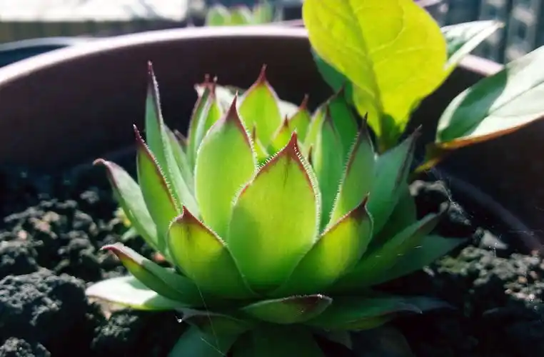 观音莲 _(:з」∠)