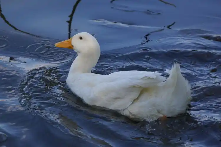 一组鸭子戏水照片