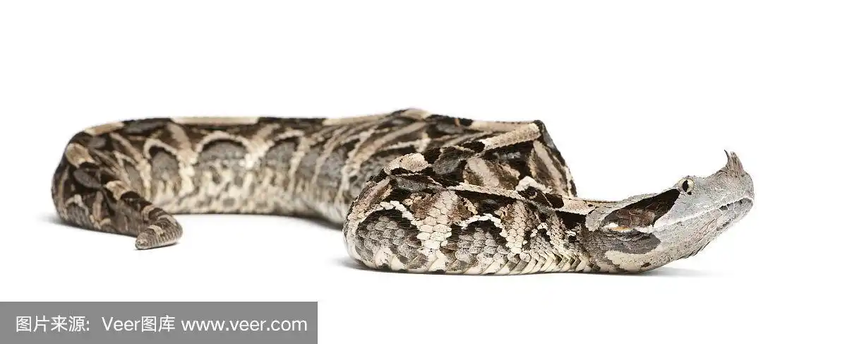 加蓬蝰蛇-加蓬蝰蛇,有毒,白色背景