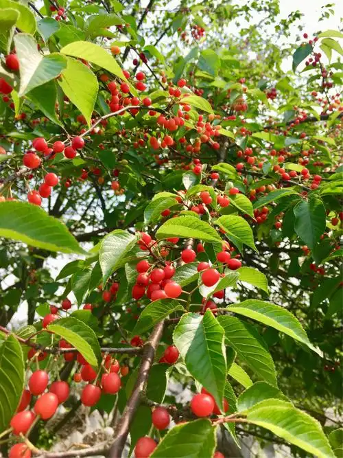 临武:万亩野生樱桃果,千呼万唤等您来!