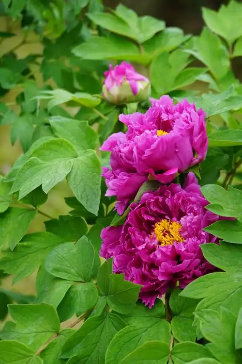 各牡丹显露富贵端庄,风姿卓绝的姿态