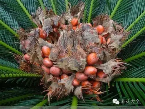 铁树种子好大,很霸气!