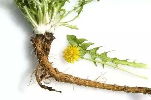 一,蒲公英的6大外表特征