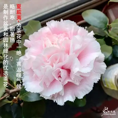 夏威夷牧童之神茶花盆栽稀有名贵品种花卉树苗室内外花园好养植物