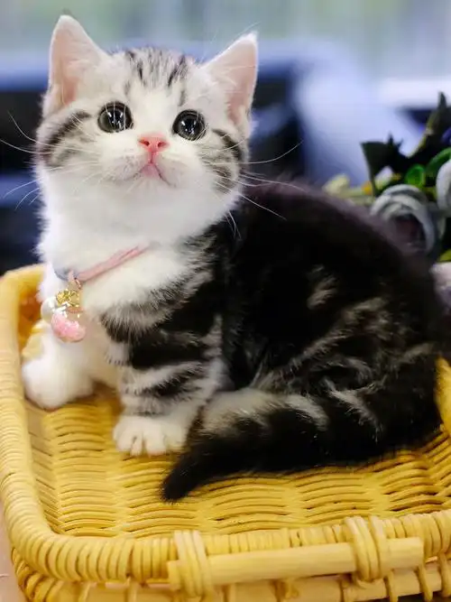 每根毛都散发着甜美起司曼基康矮脚猫