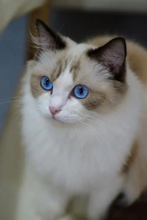 漂亮的蓝眼睛高颜值的布偶猫