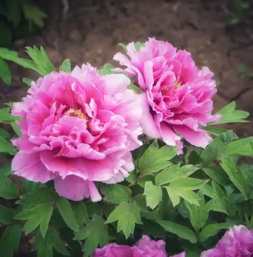 洛阳牡丹甲天下 - 美篇