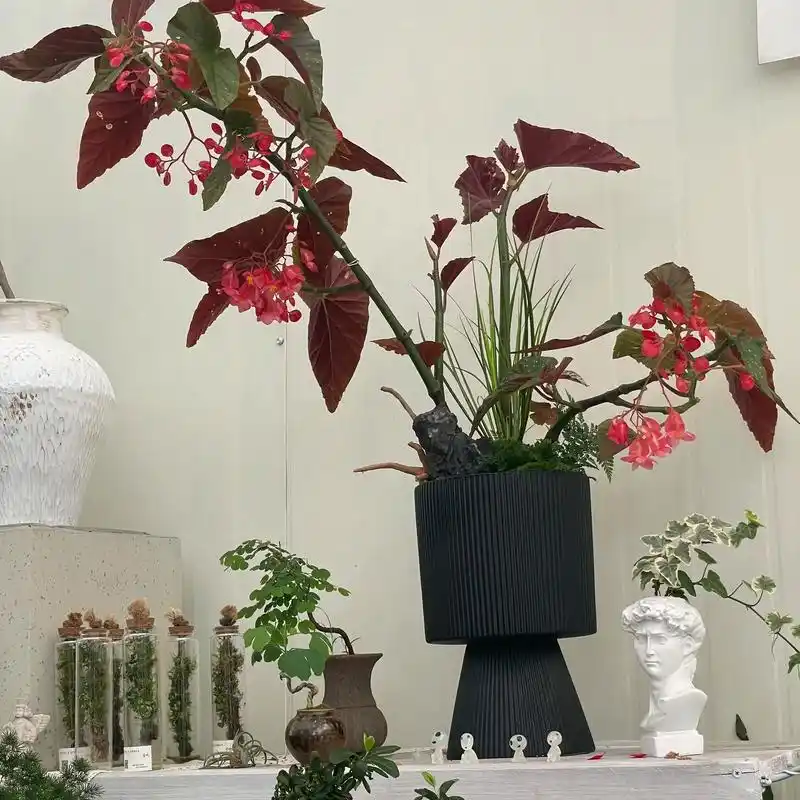 秋海棠盆景.#好看的花一定要分享给你 #带你看看我家的花花草 - 抖音