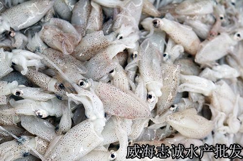威海本地乌鱼花  海兔  新鲜乌鱼花  小笔管  乌贼   小乌鱼 威海