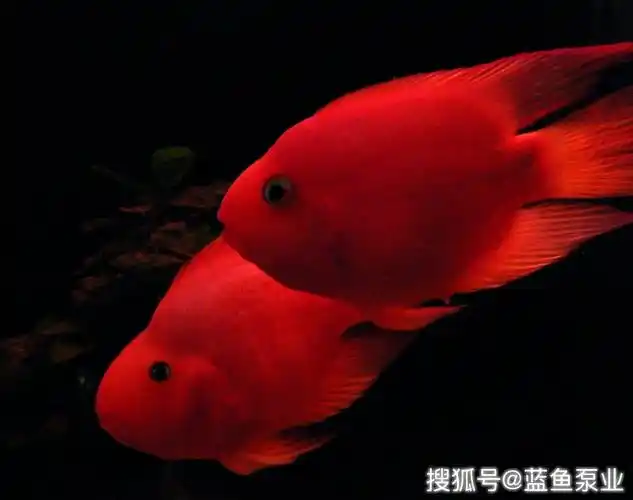 红色鹦鹉鱼属于招财鱼