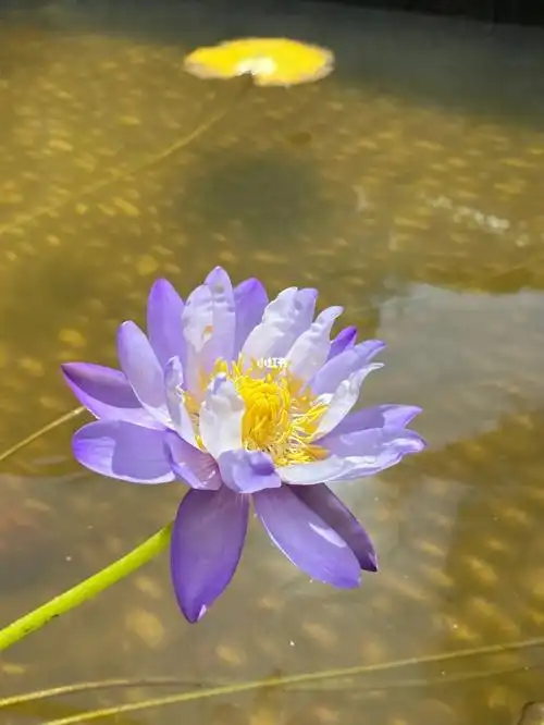 每天要去看它澳洲睡莲蓝巨