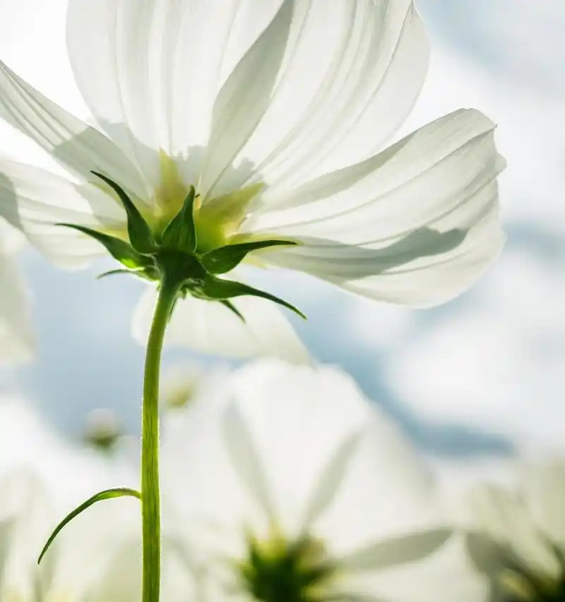 「ppt素材」 70幅淡雅清新的气质花草类图片