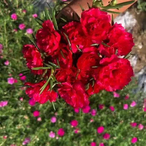 新品重瓣太阳花阳台盆栽花卉庭院盆景四季开花 经典大红色15枝条