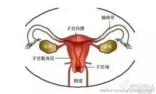 宫颈肥大图片与正常宫颈图片对比