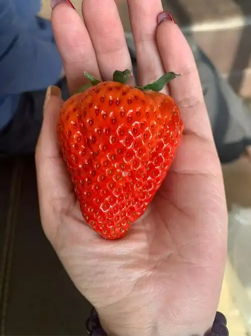 丹东99草莓3斤新鲜水果孕妇红颜奶油牛奶草莓东港九九大草莓礼盒5