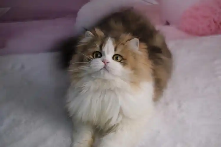 金白高地预约借配