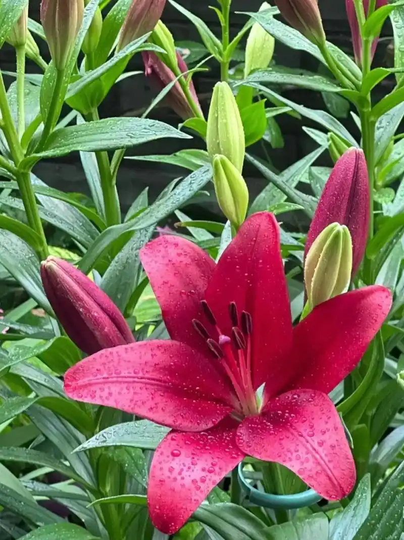 新手都能养好的香水百合,好养易活#花卉绿植 # - 抖音