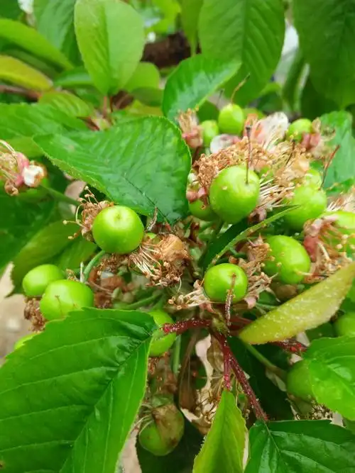 台州大樱桃开花结果