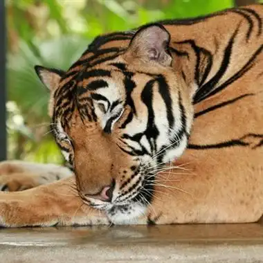 微信头像老虎霸气图片 男生专用霸气老虎头像