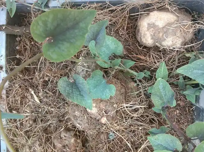 贵州白蛇胆辟虺躲蛇生蛇胆苗药特产500g背蛇生草药传统滋补品其他