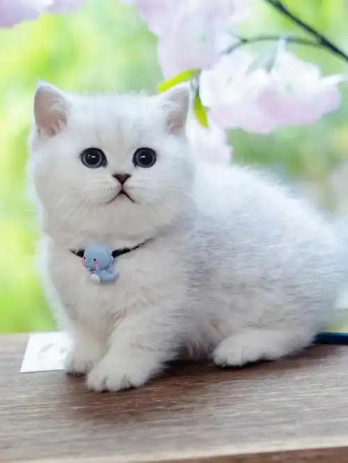 银渐层幼猫,按时做好驱虫疫苗,很健康的哦,可放心饲养.弟弟妹妹都有.