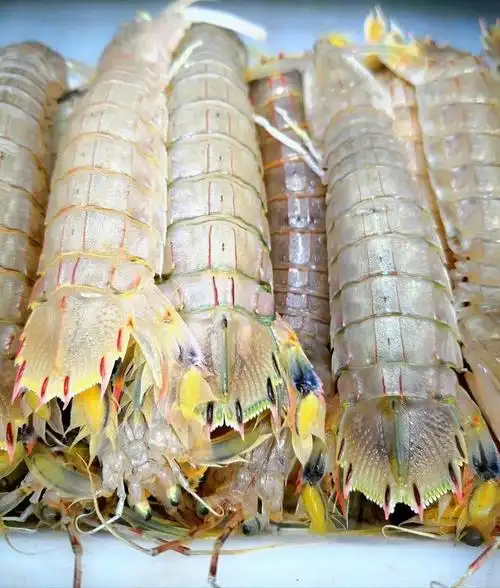 掠虾类起源于中生代的侏罗纪,绝大多数种类生活于热带和亚热带海域