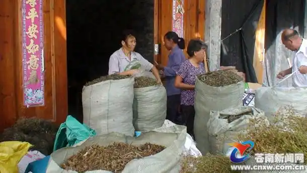 赤溪草药收购忙