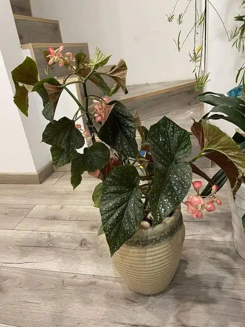 我家的竹节海棠,去年16块咸鱼买的小小一只,今年就这样了.