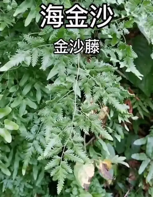 中药排石治疗肾结石通淋排石中成药大全